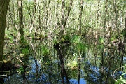 Sumpf im Dar�wald
