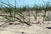 Strand bei Dar�er Ort